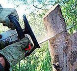 Best Tree Removal  in Kettering, MD