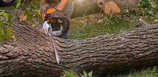 Best Organic Lawn Care Solutions  in Kettering, MD