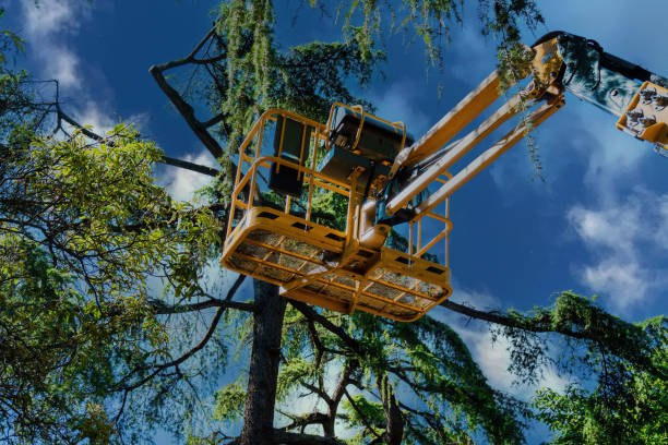Best Tree Mulching  in Kettering, MD