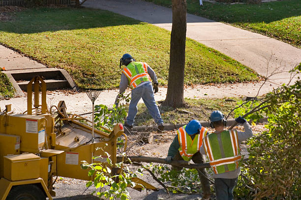 Best Commercial Tree Services  in Kettering, MD