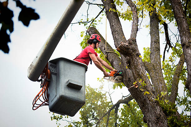 Best Storm Damage Tree Cleanup  in Kettering, MD