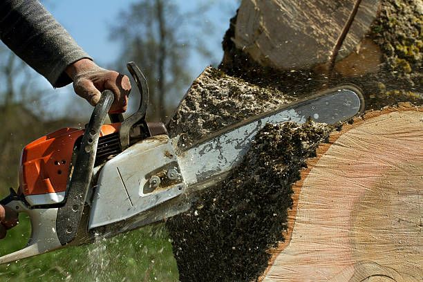Leaf Removal in Kettering, MD