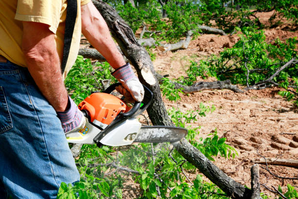 Best Weed Control  in Kettering, MD